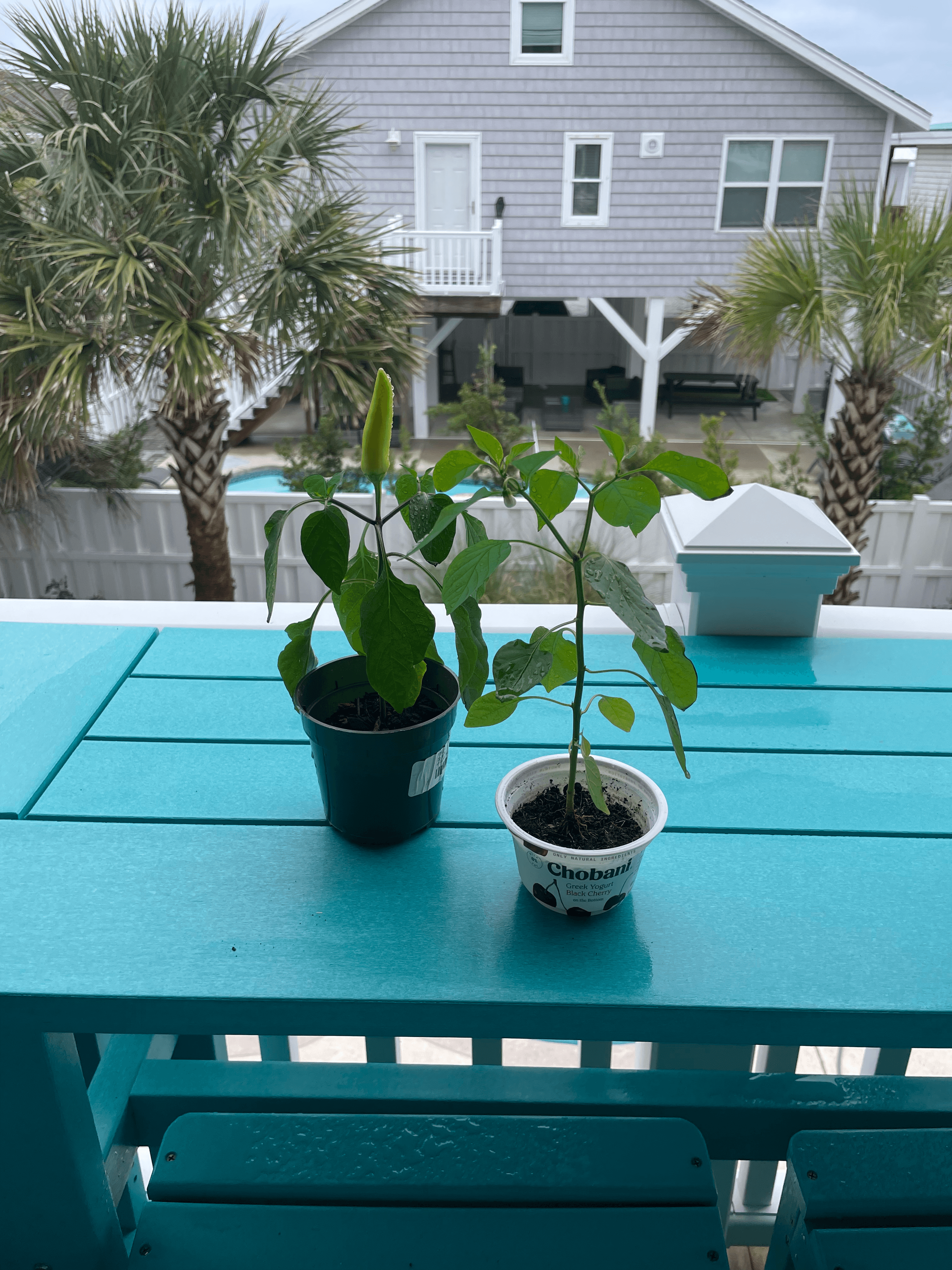 Funny little pepper that grew upside down