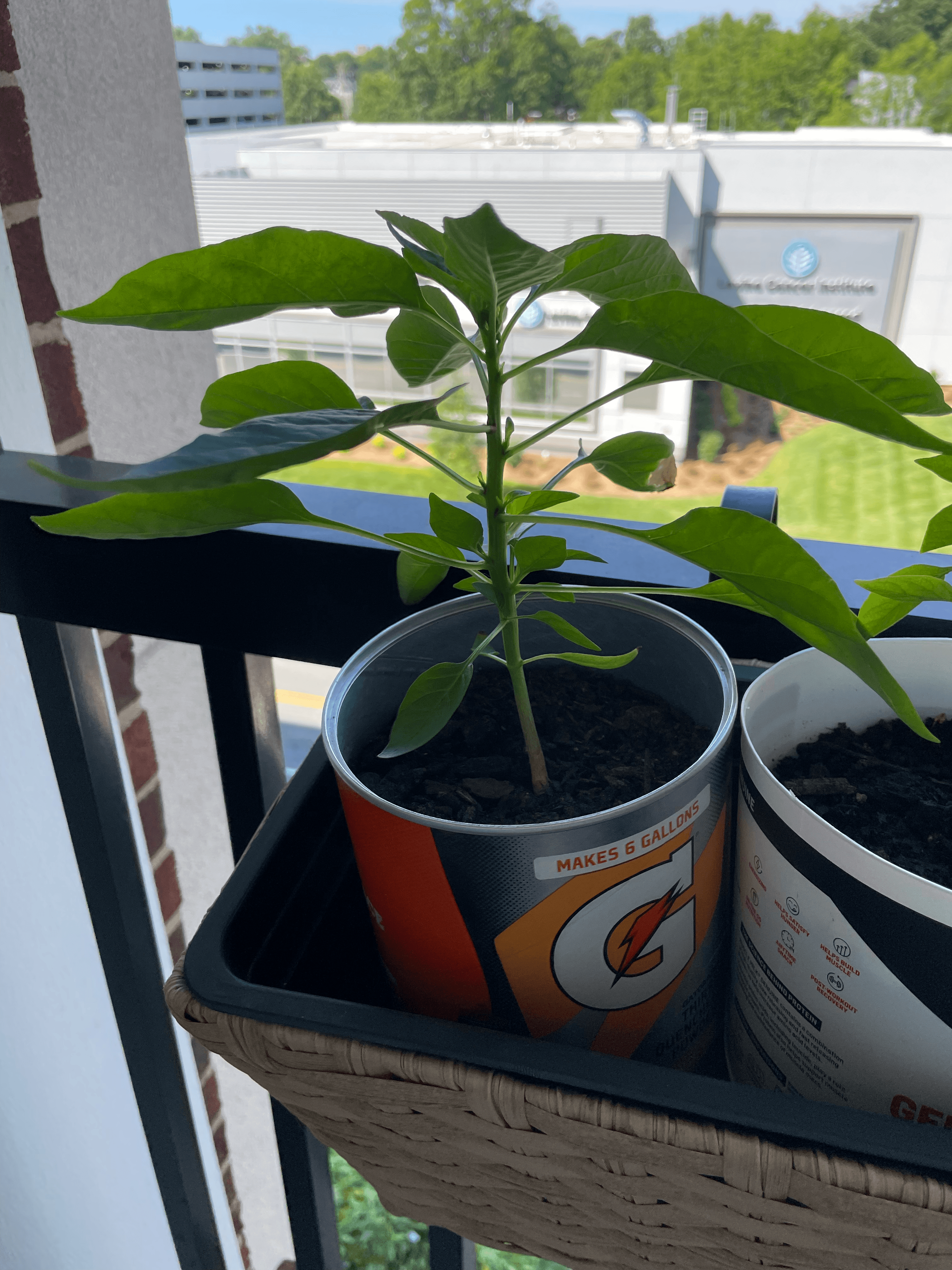 Plant in the gatorade thingy