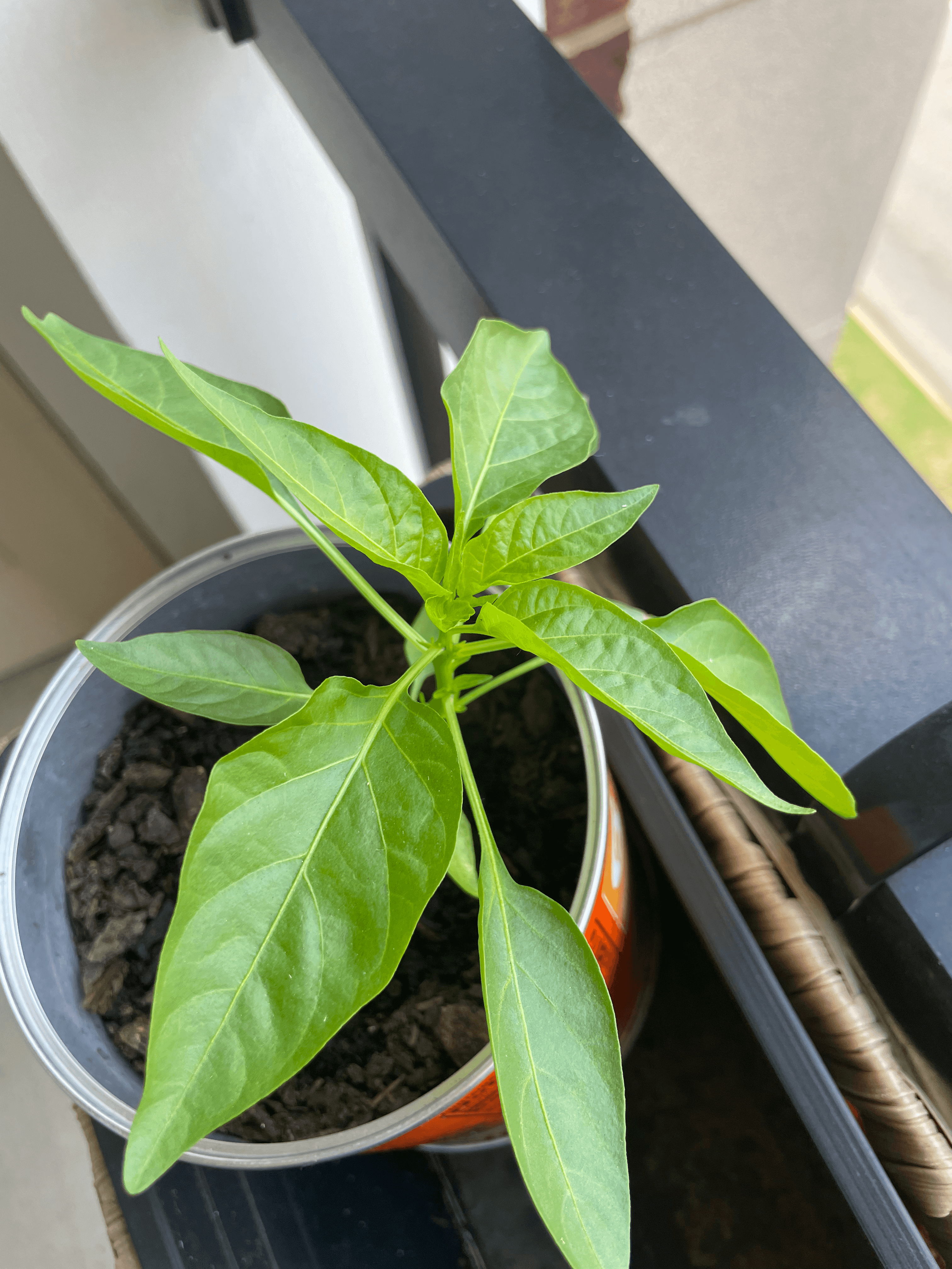 Plant in gatorade thingy