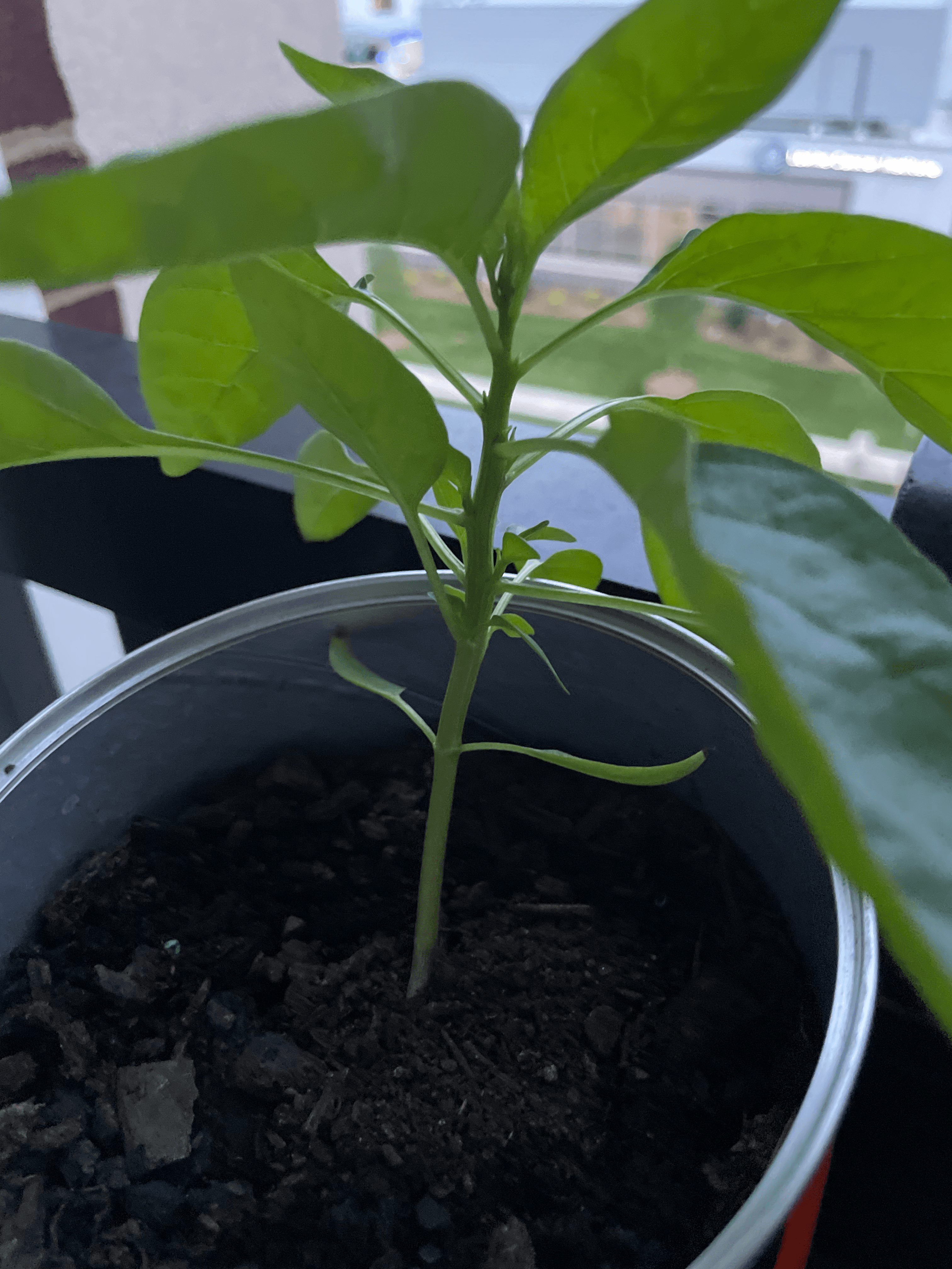 Plant in the gatorade thingy