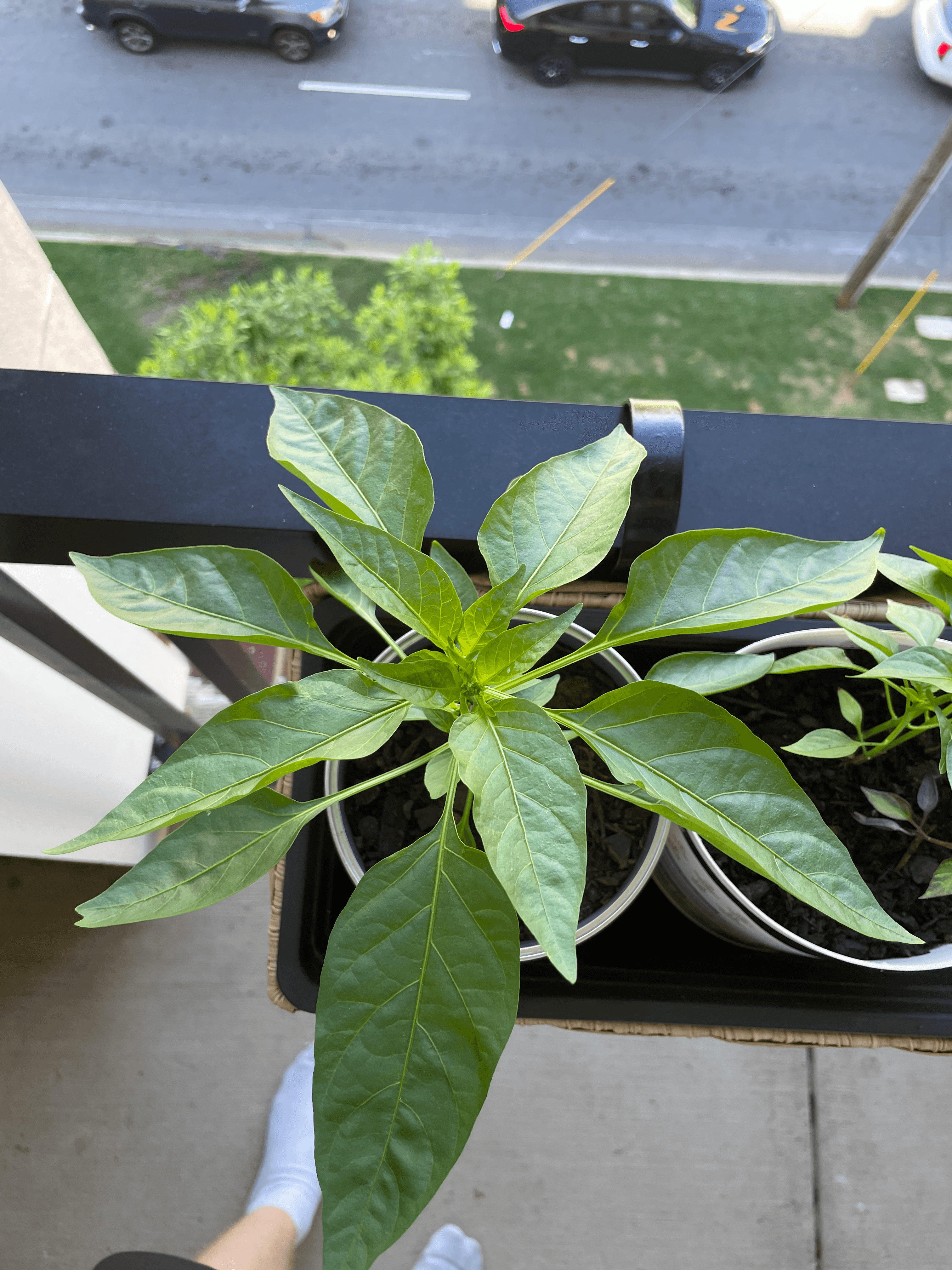 Plant in the gatorade thingy