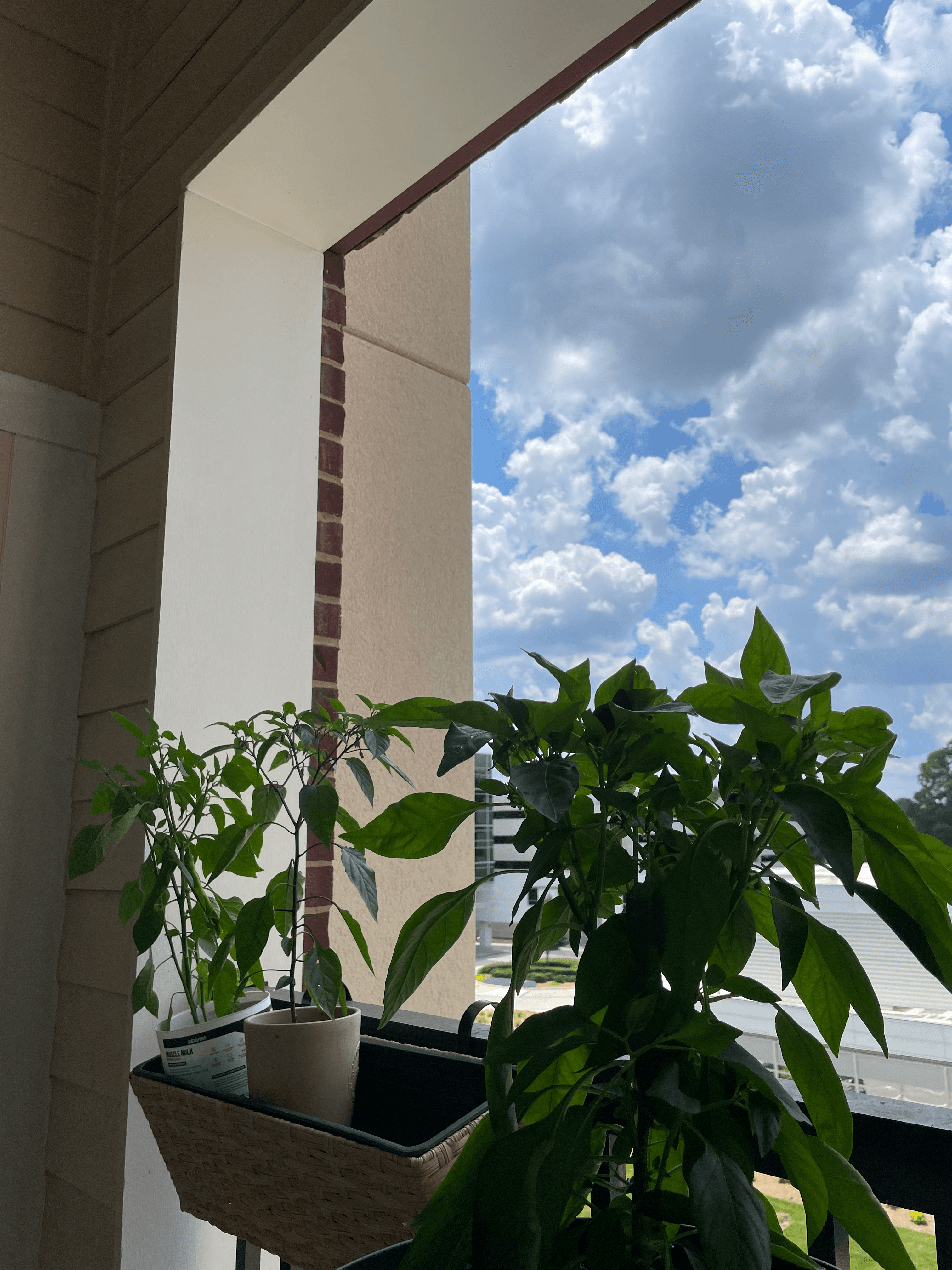 Plants with sky