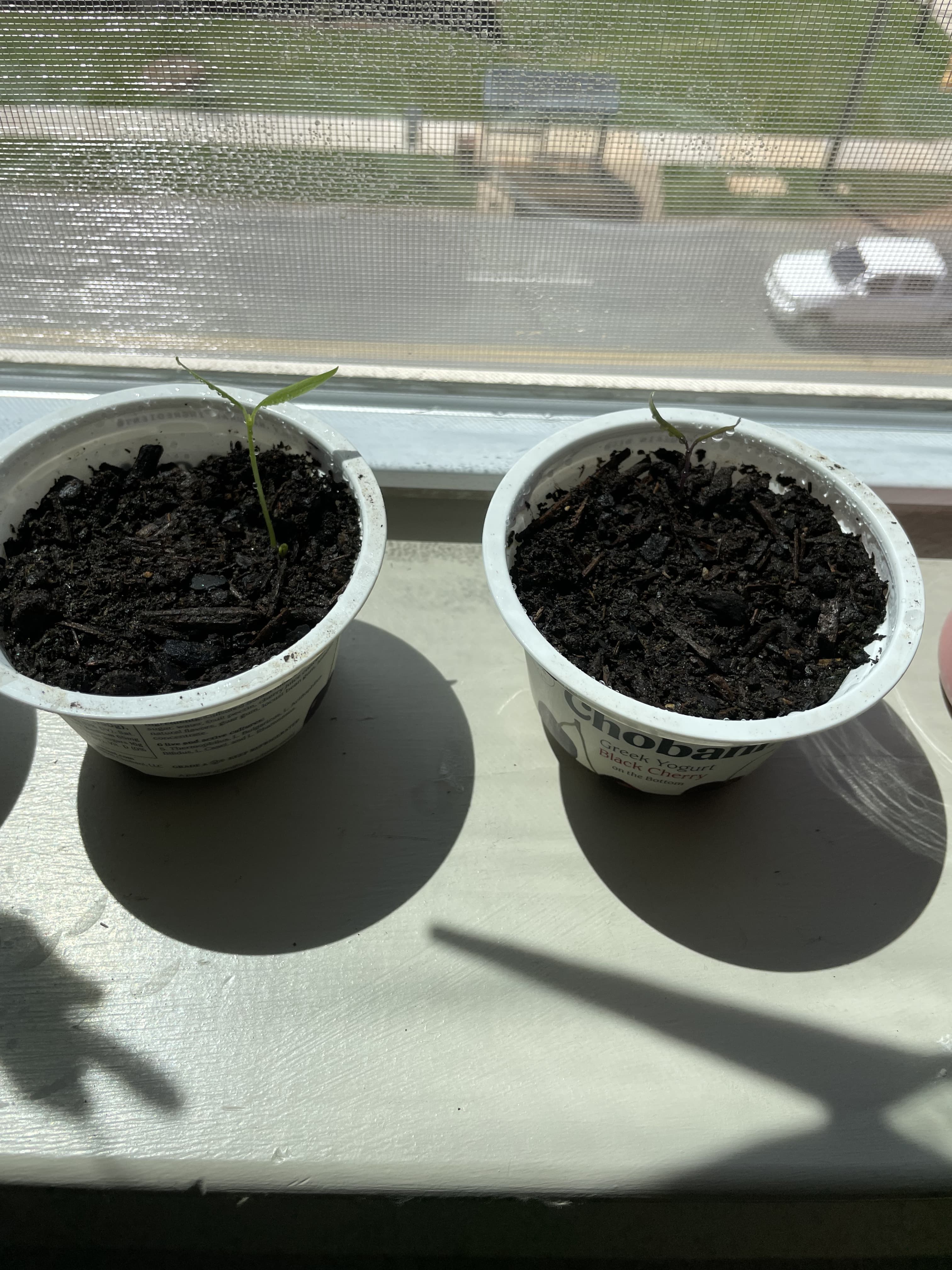 Seedlings