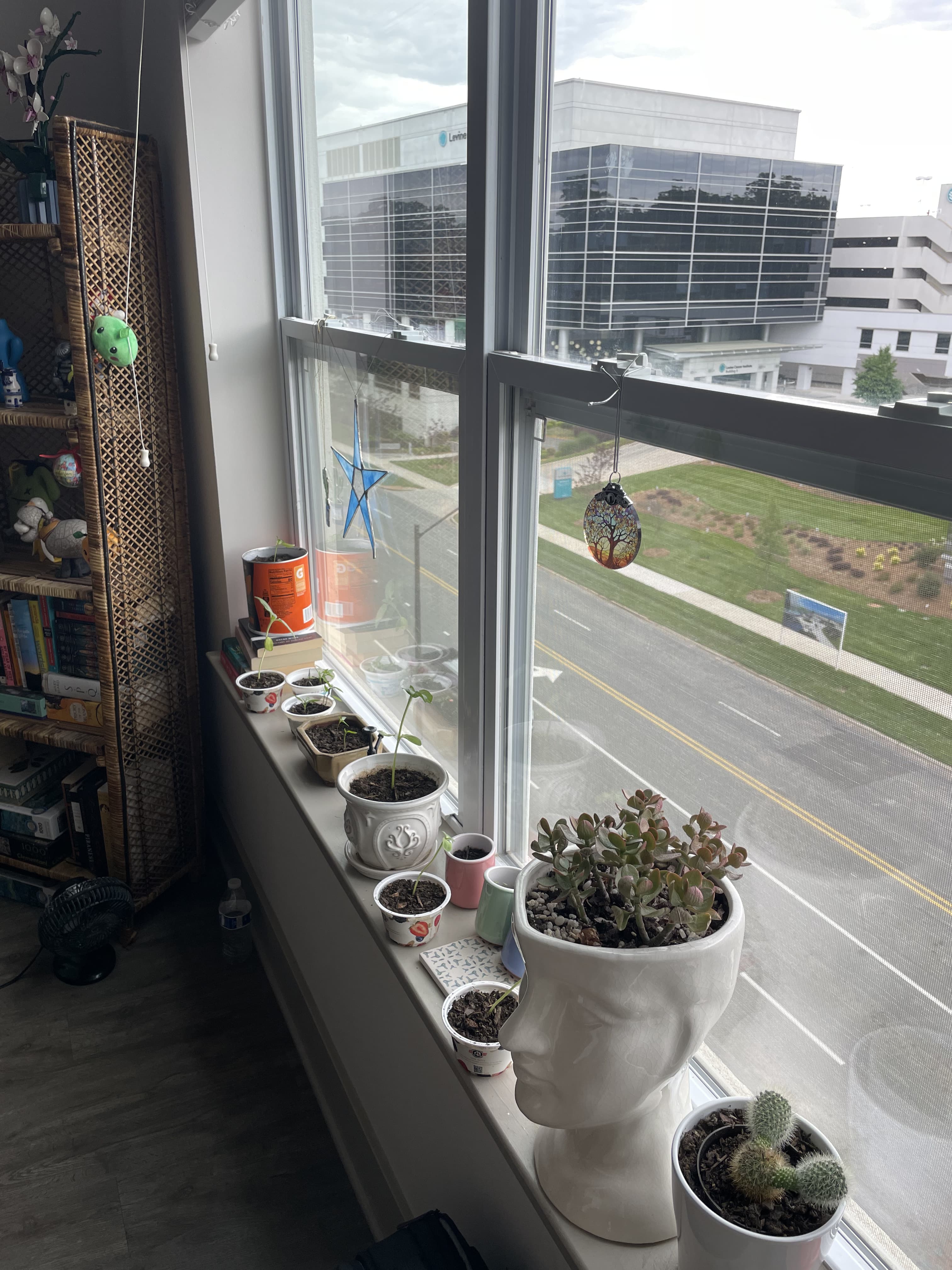 Seedlings in the window