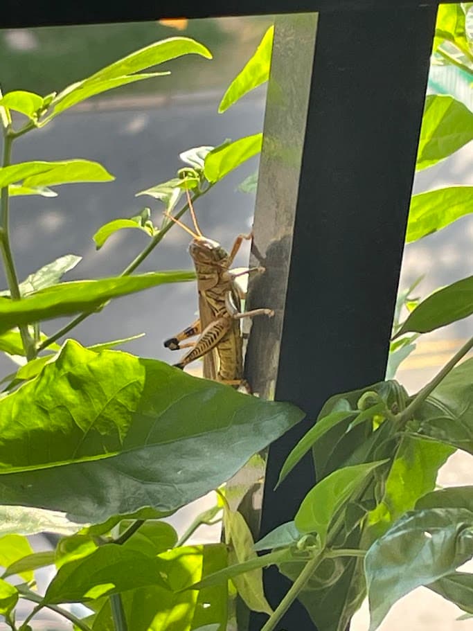 Grasshopper buddy