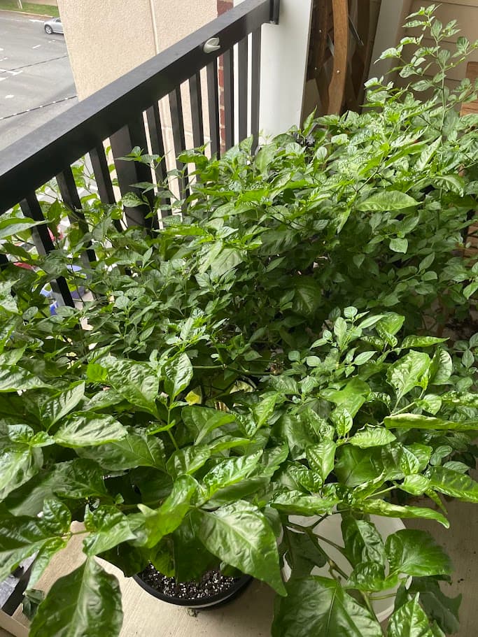 Peppers right before fruit