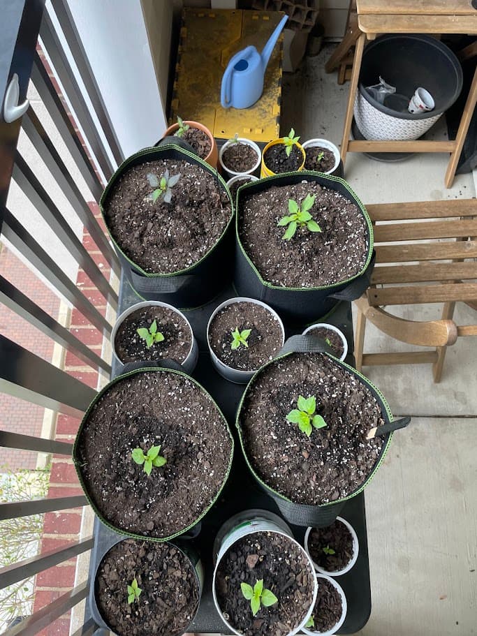 Top-down view early in the season