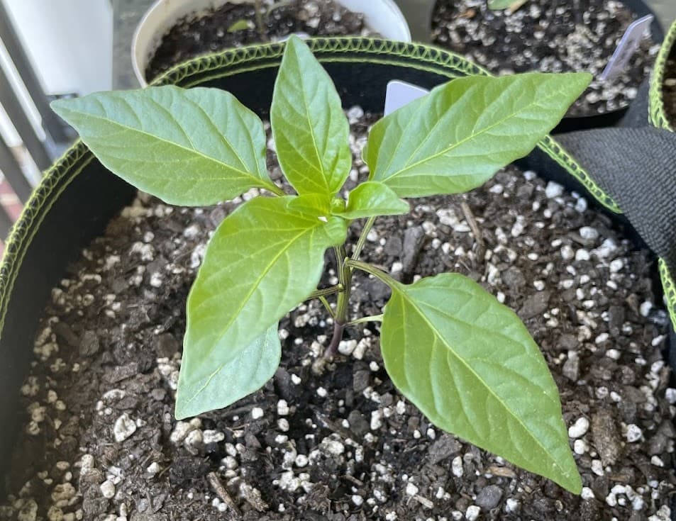 Hungarian Hot Wax (1)