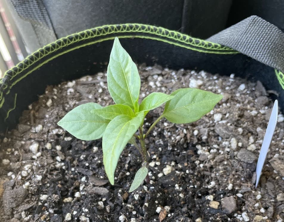 Thunder Mountain Longhorn (1)