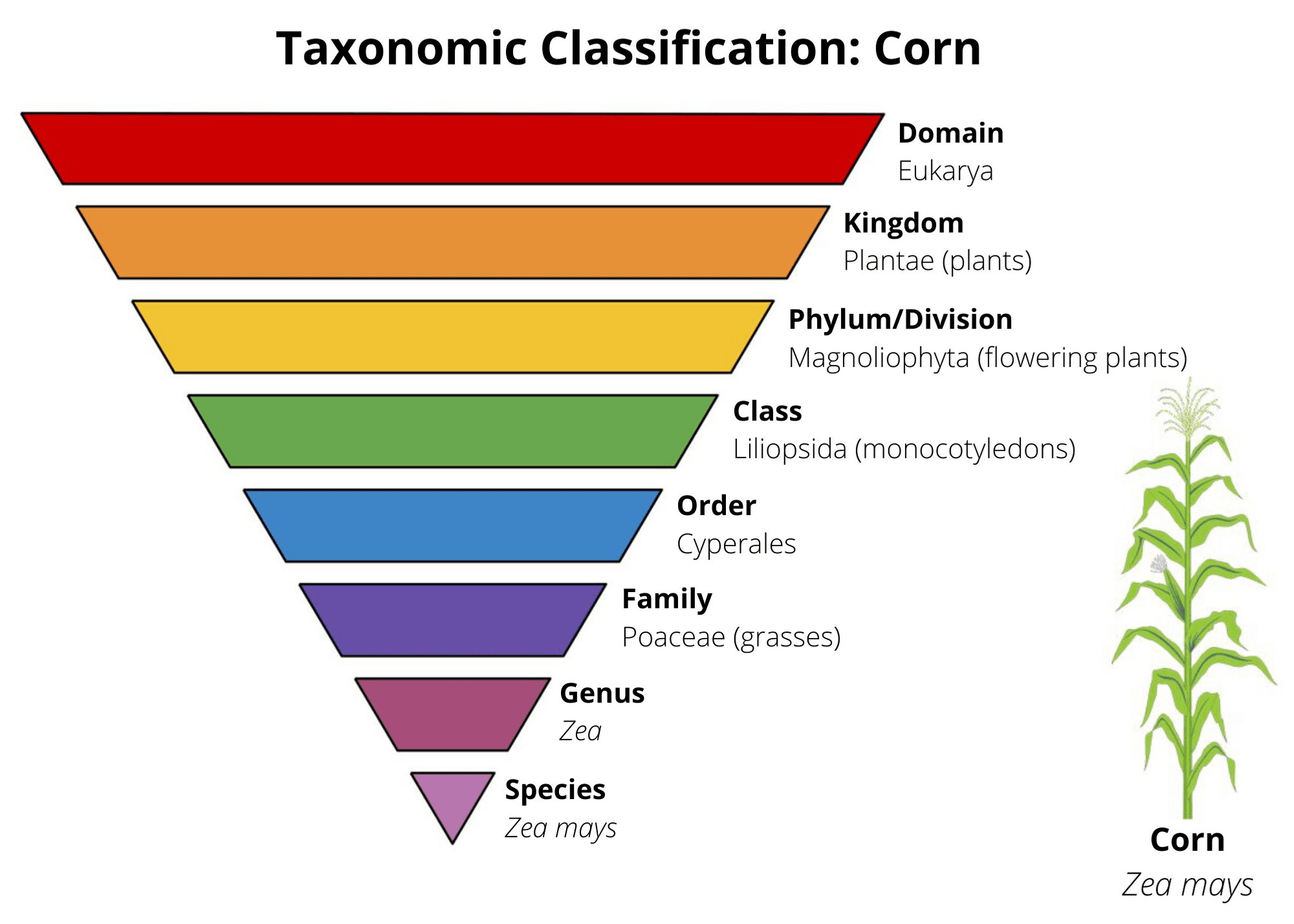 Diagram of corn plant taxonomy (kingdom through cultivar)