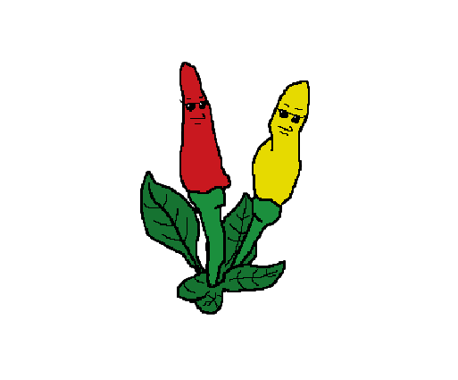 Tabasco peppers