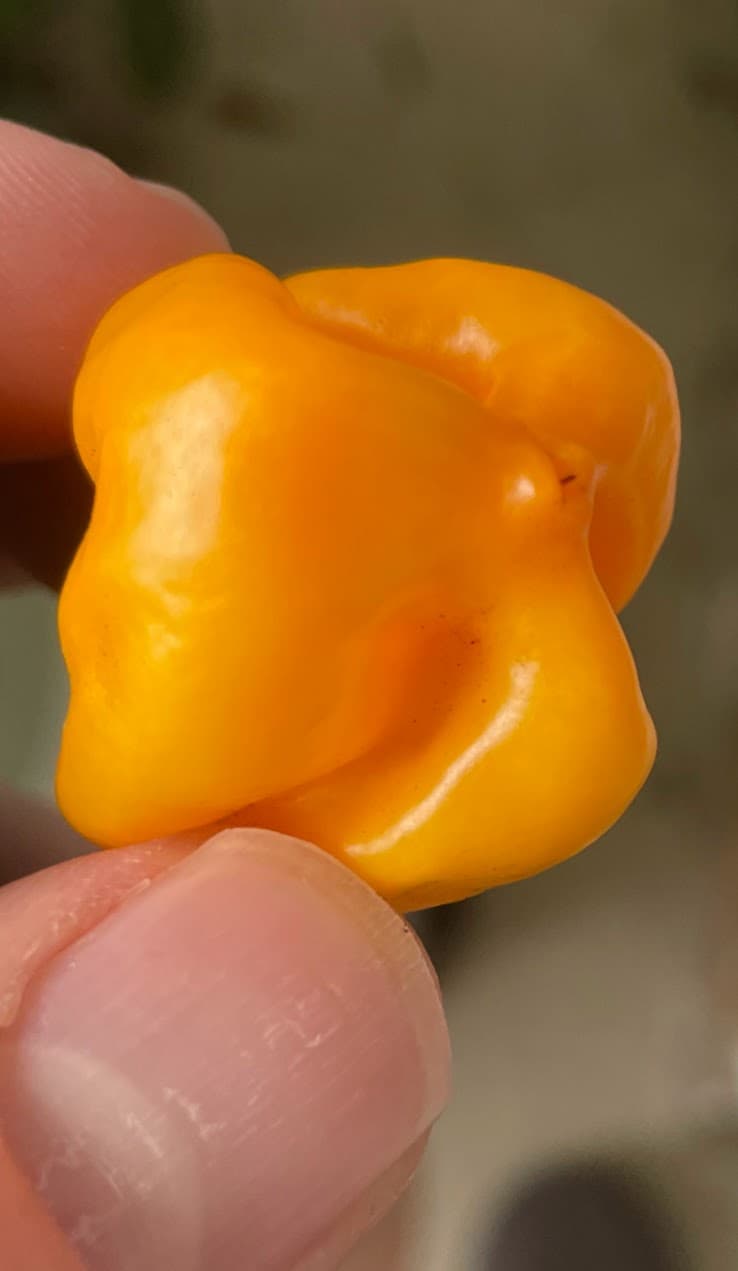 Scotch Bonnet (1)